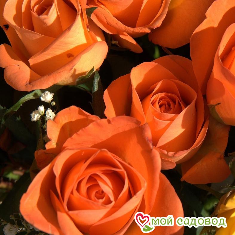 Роза Мильва