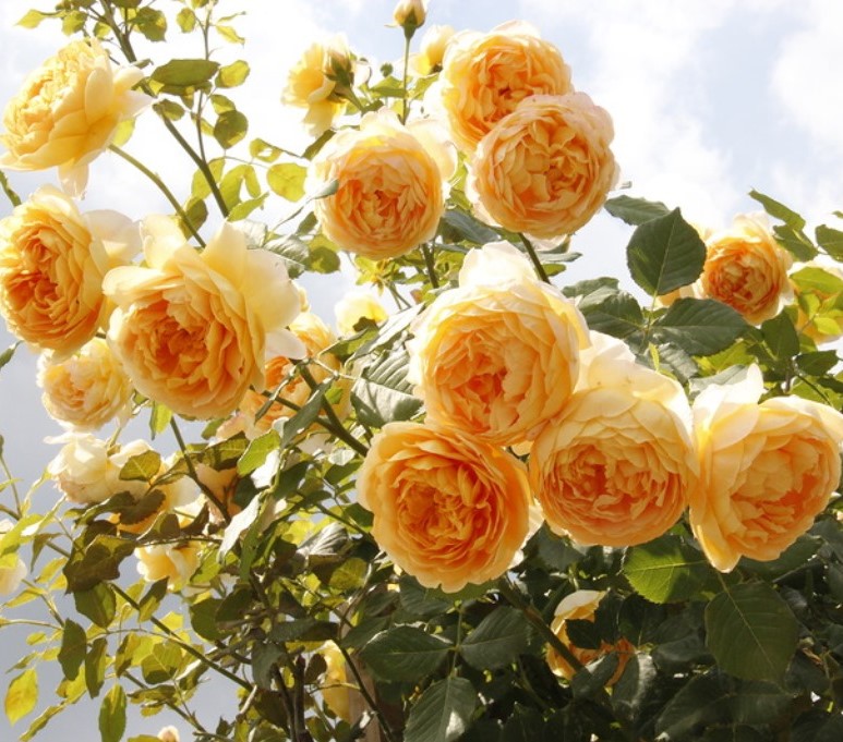 Роза Голден Селебрейшин