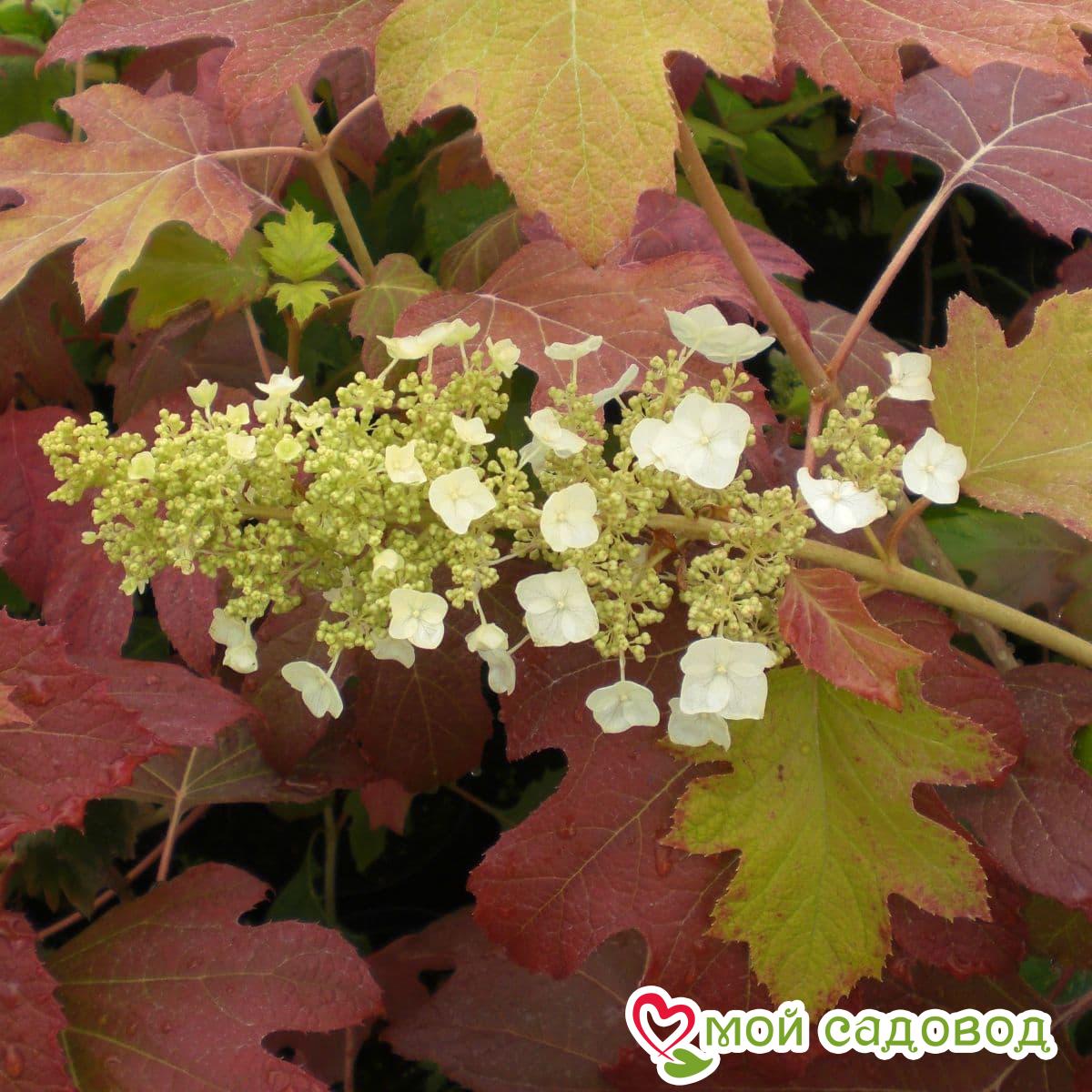 Гортензия Дуболистная Бургунди ЗКС