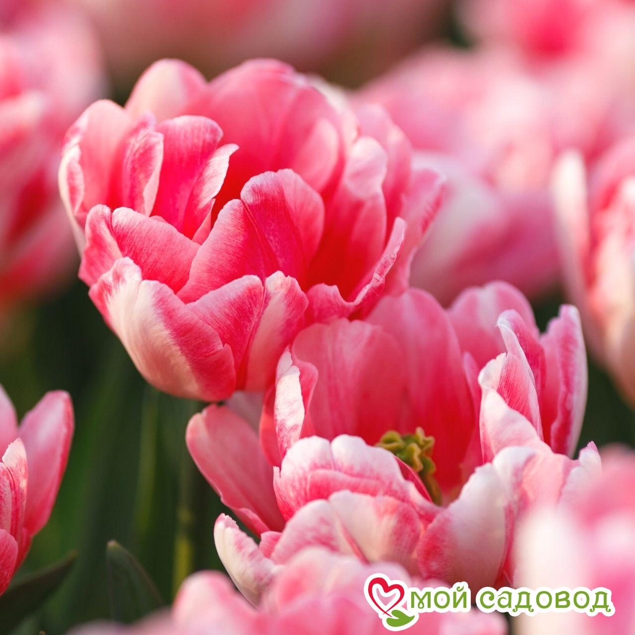 Тюльпан Фокстрот (Махровые ранние)