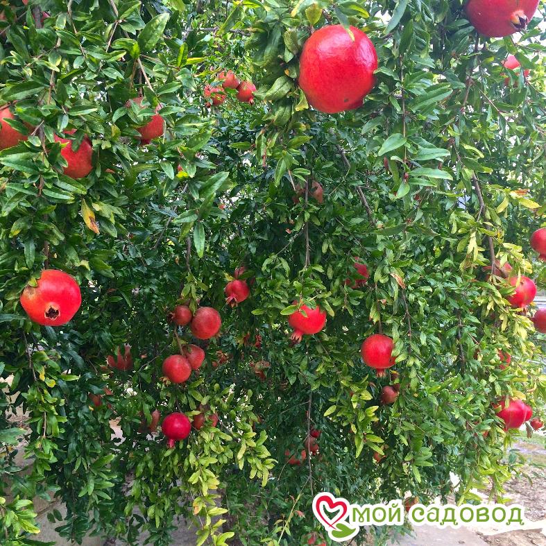 Гранат Никитский ранний