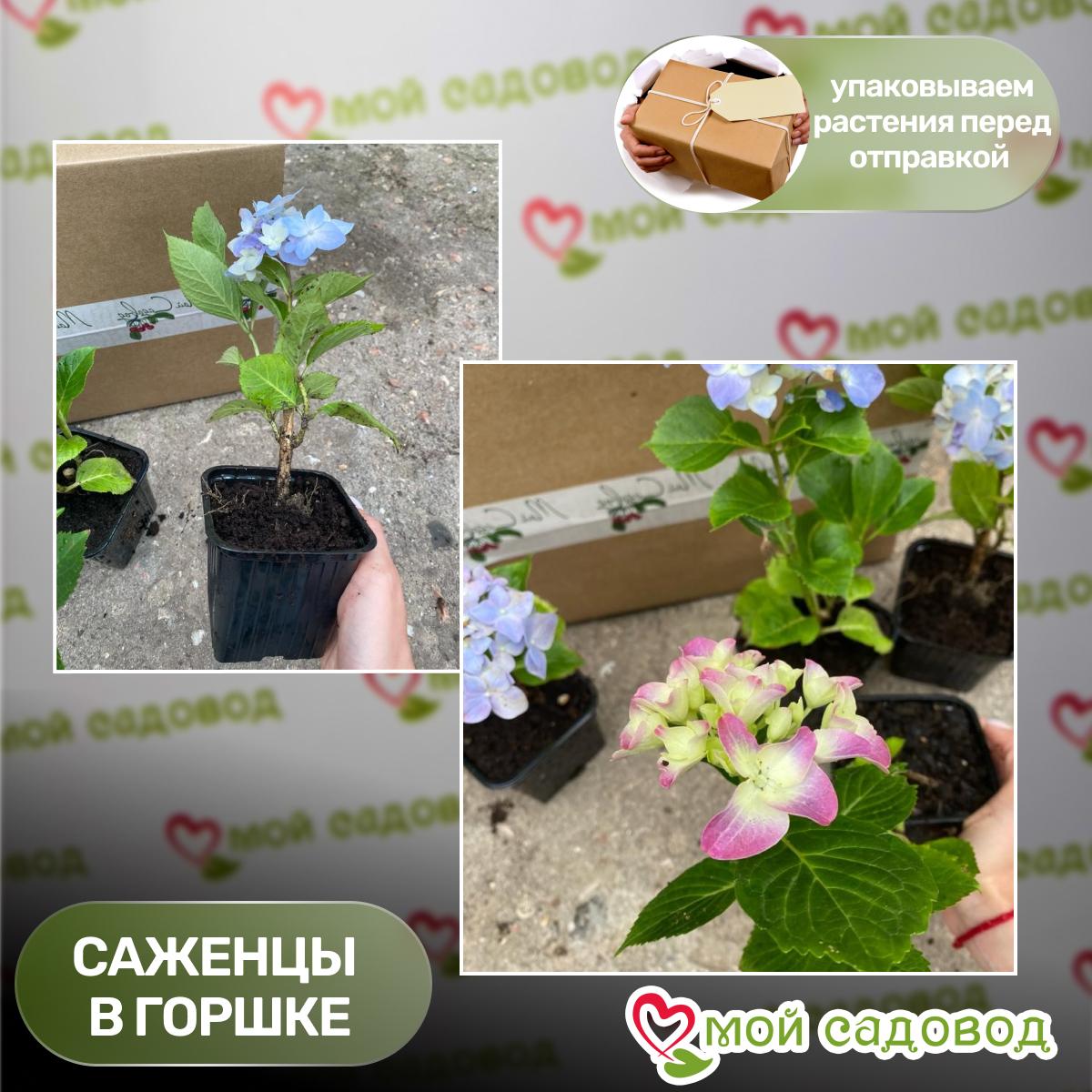 Гортензия крупнолистная Маунтин