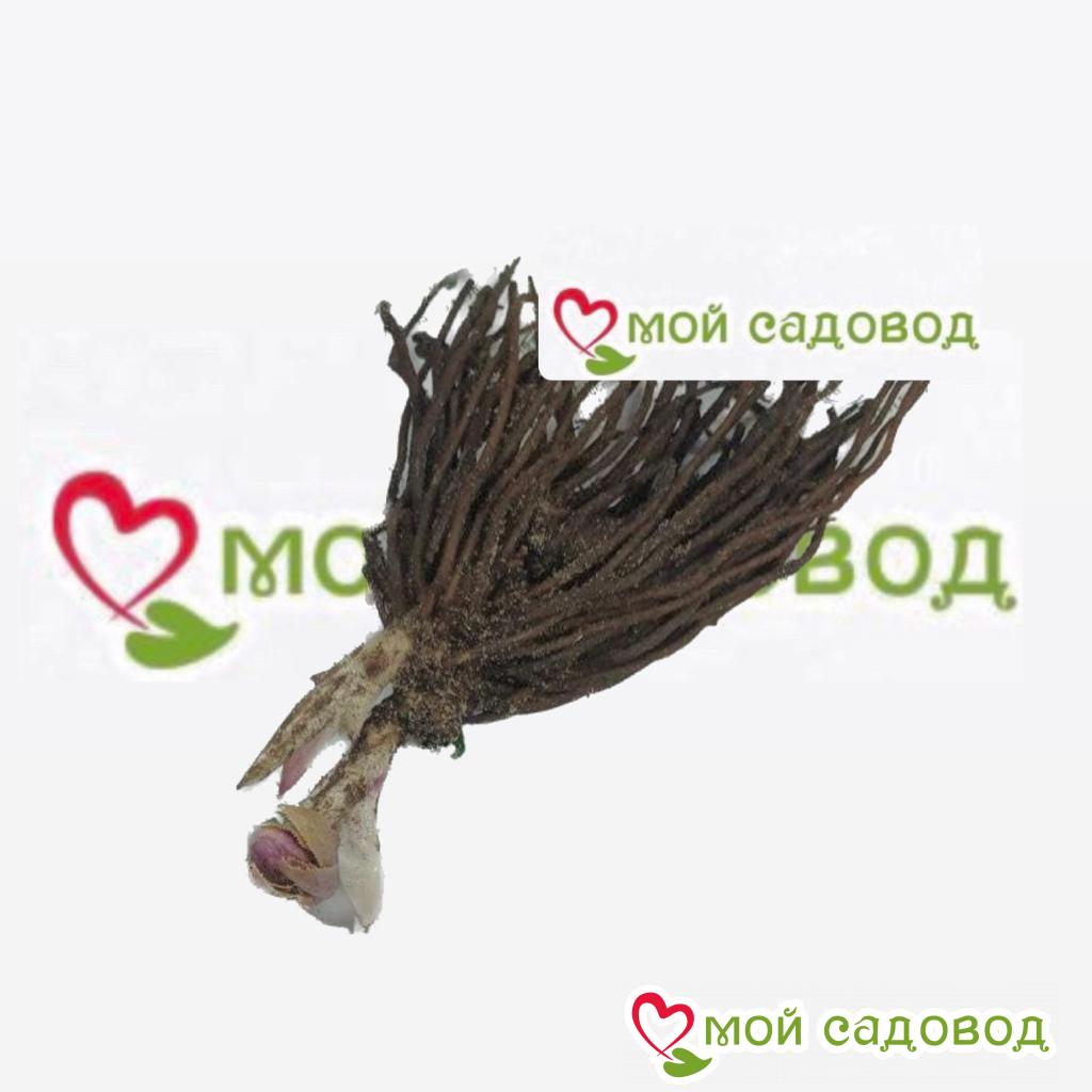 Хоста Садовый Бриз